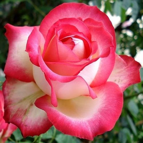 Rozen bestellen en bezorgen - theehybriden - geel - rood - Rosa Neue Revue® - sterk geurende roos - Reimer Kordes - Opgaande, compacte struik met leerachtig blad.
